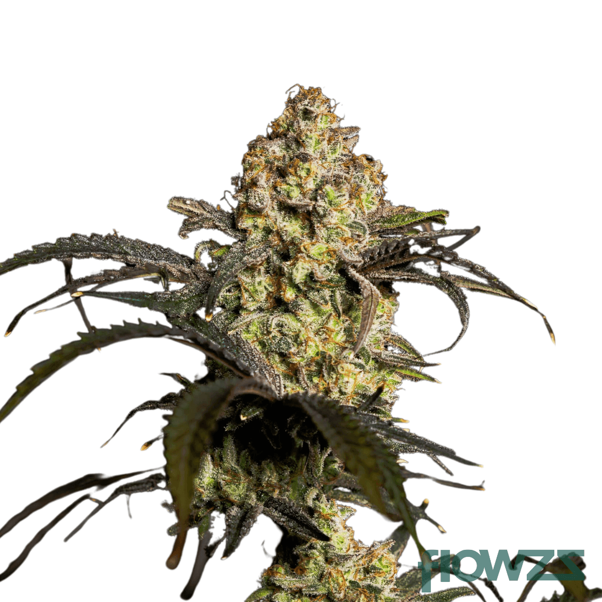 triangle-deluxe-cannabis-strain