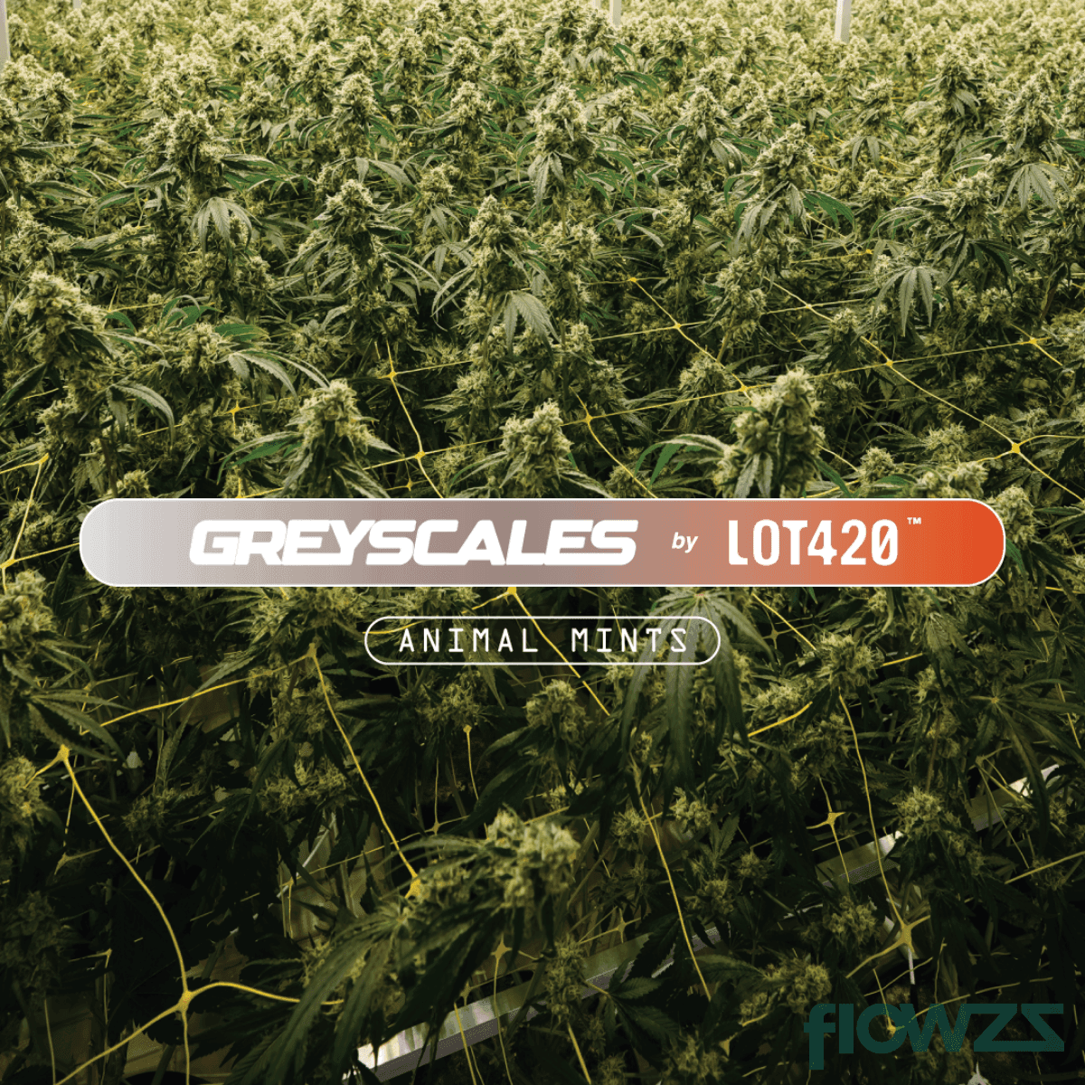 Greyscales AM 21/1 Animal Mints