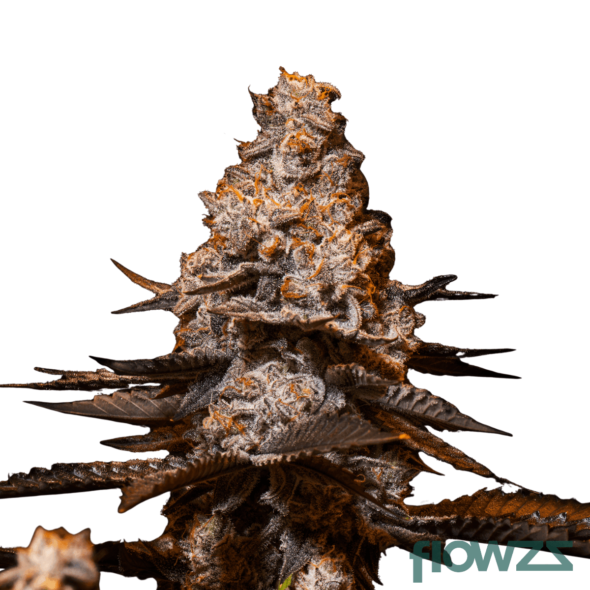 Apple-Friter-x-Cookies-and-Cream