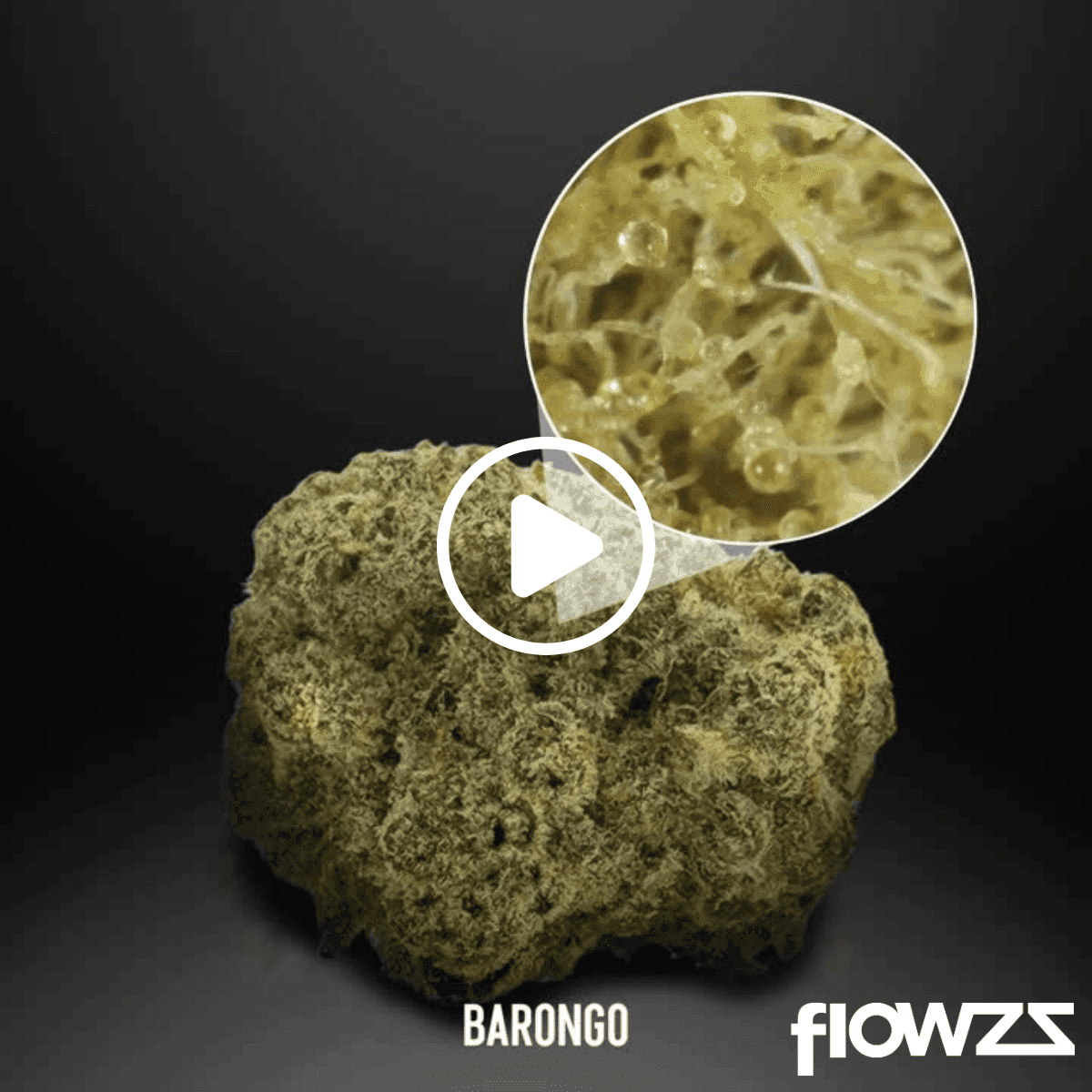 Barongo 24/1 Banjo
