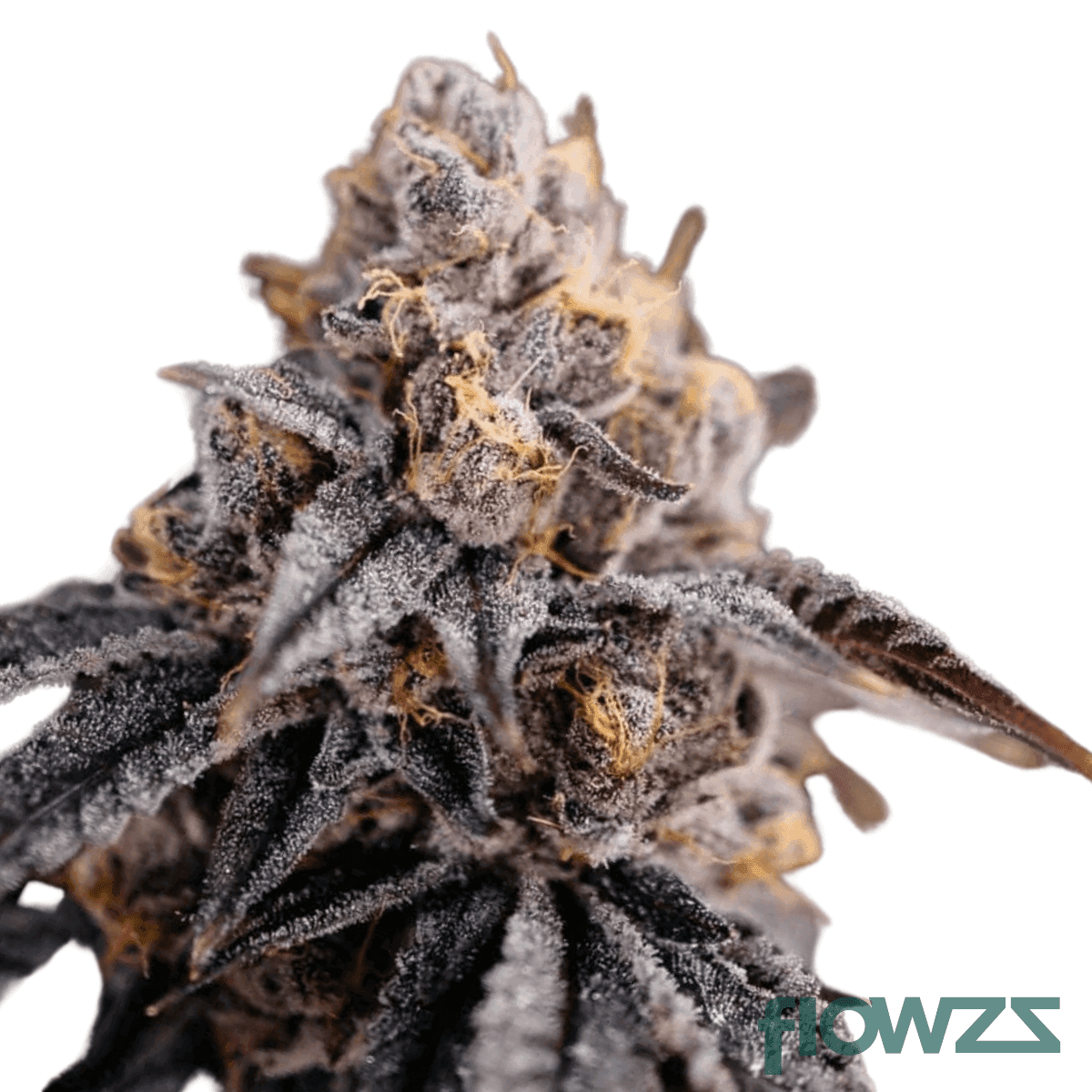 tickle-burger-strain