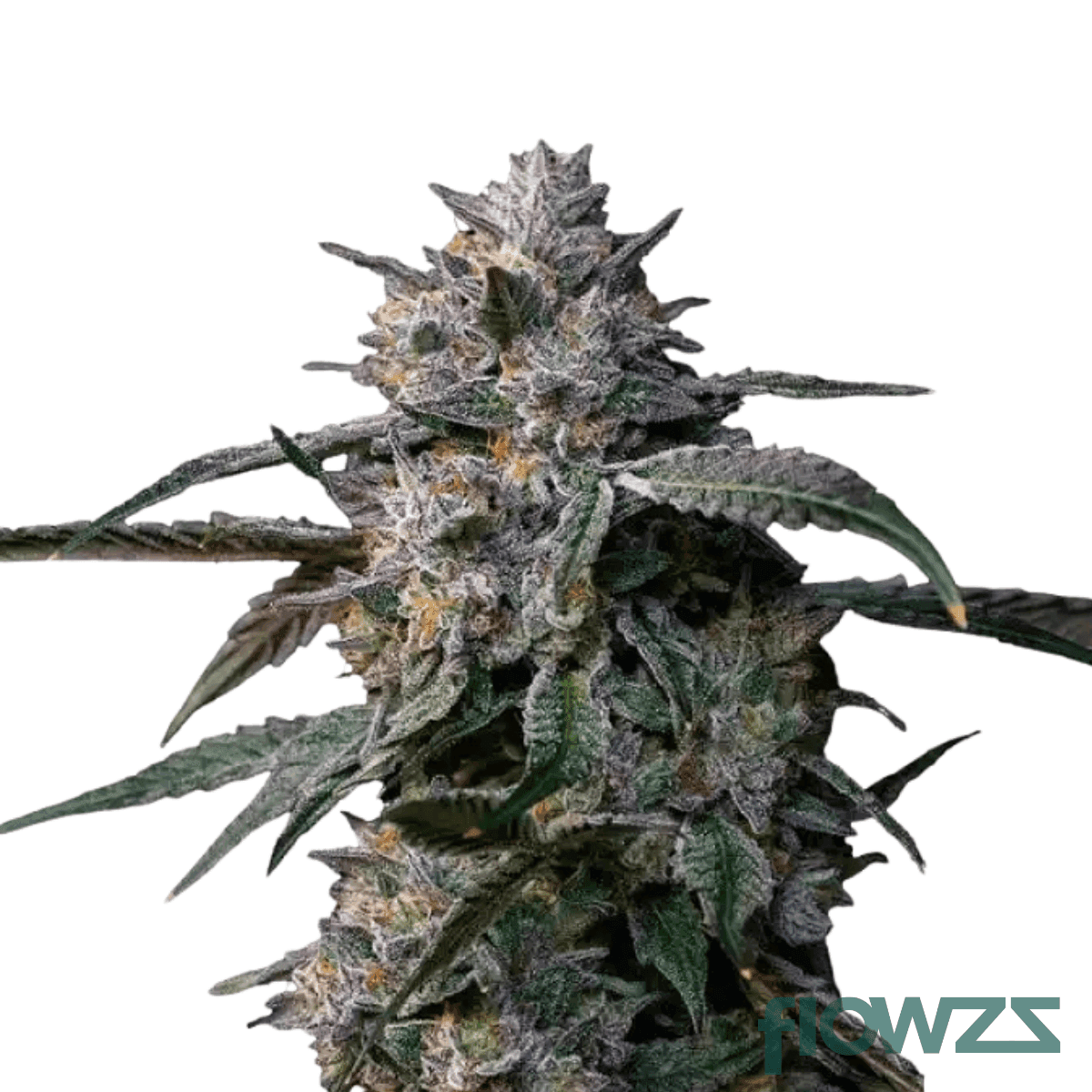 jet-fuel-funk-cannabis-strain