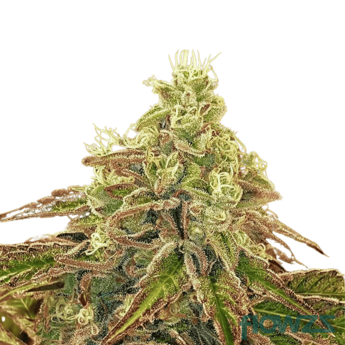 sweets-cannabis-strain