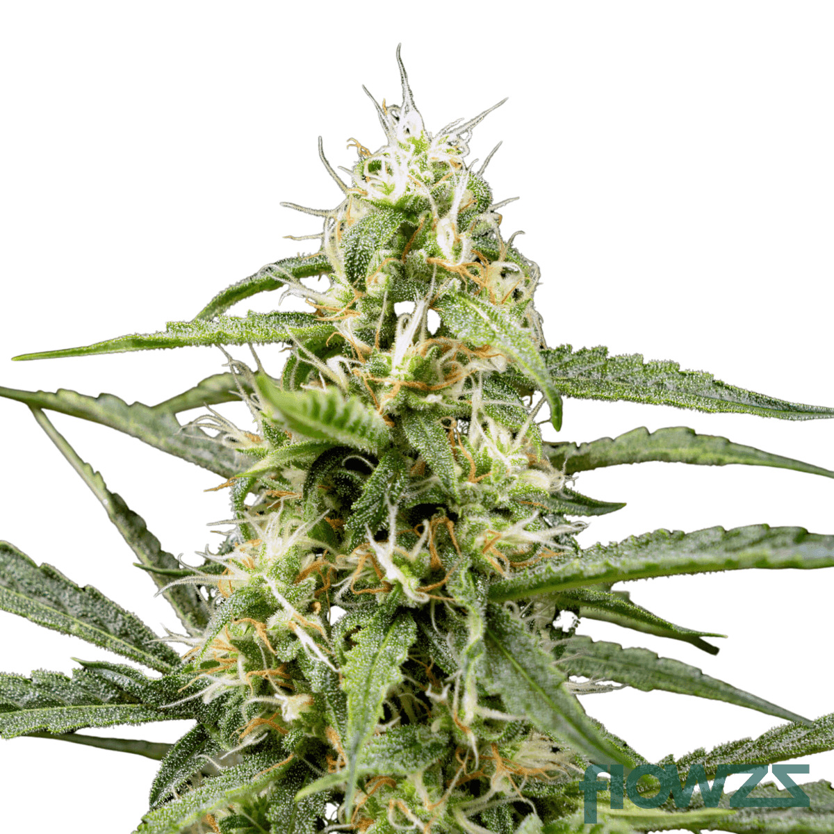 lava-fuel-cannabis-strain