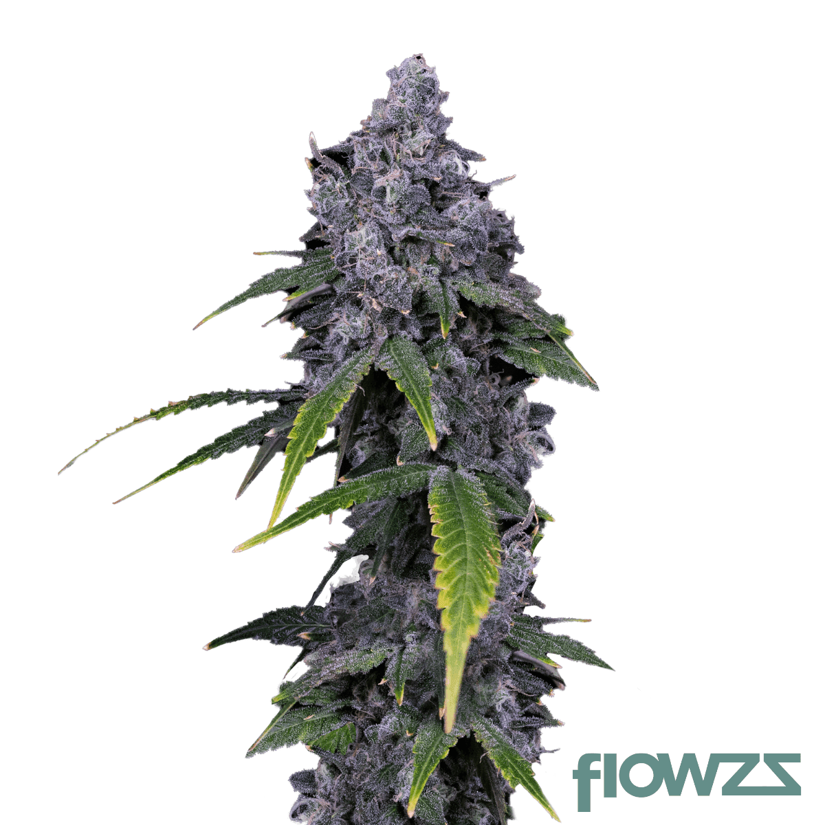 peppermint-guava-cannabis-strain