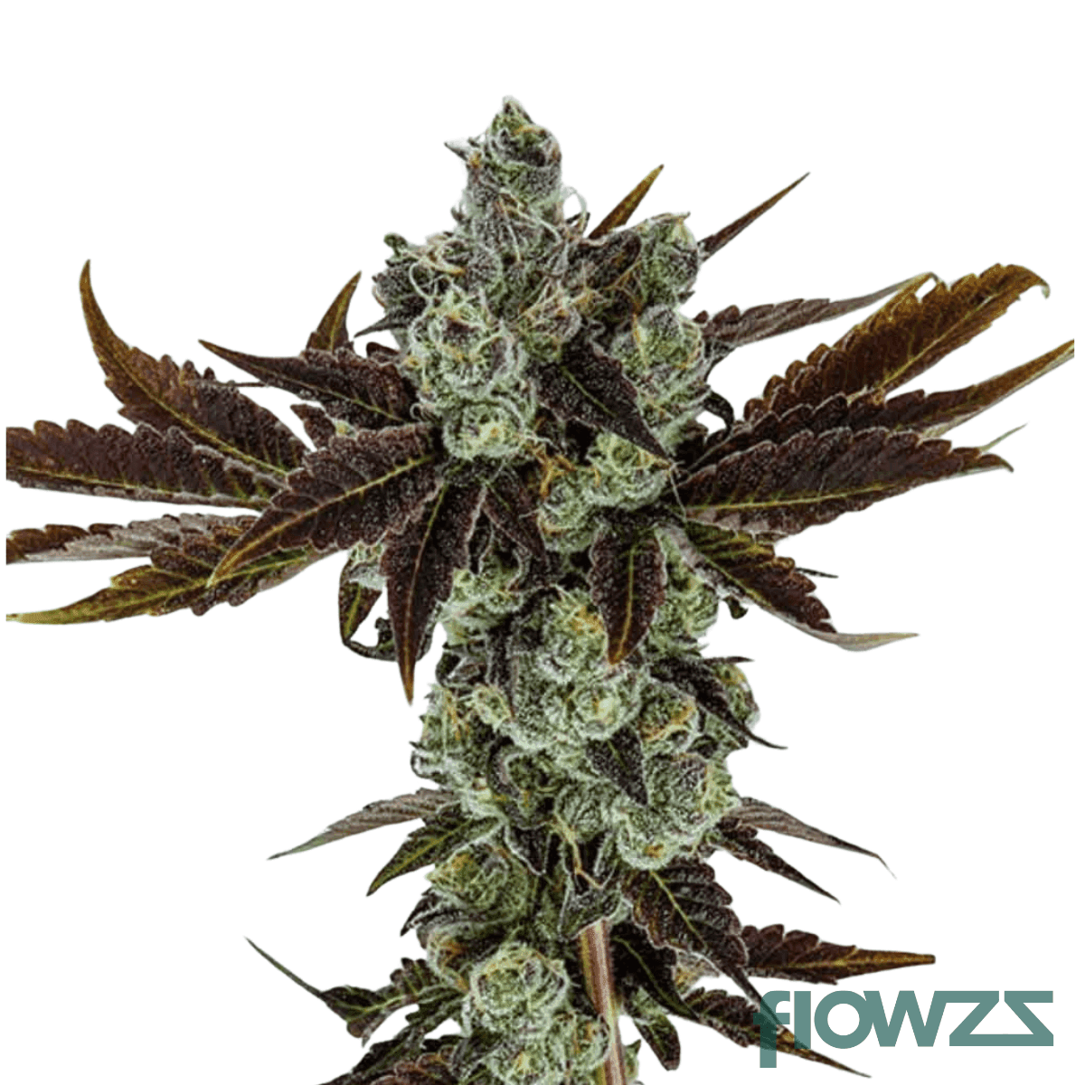 banana-sherbet-strain