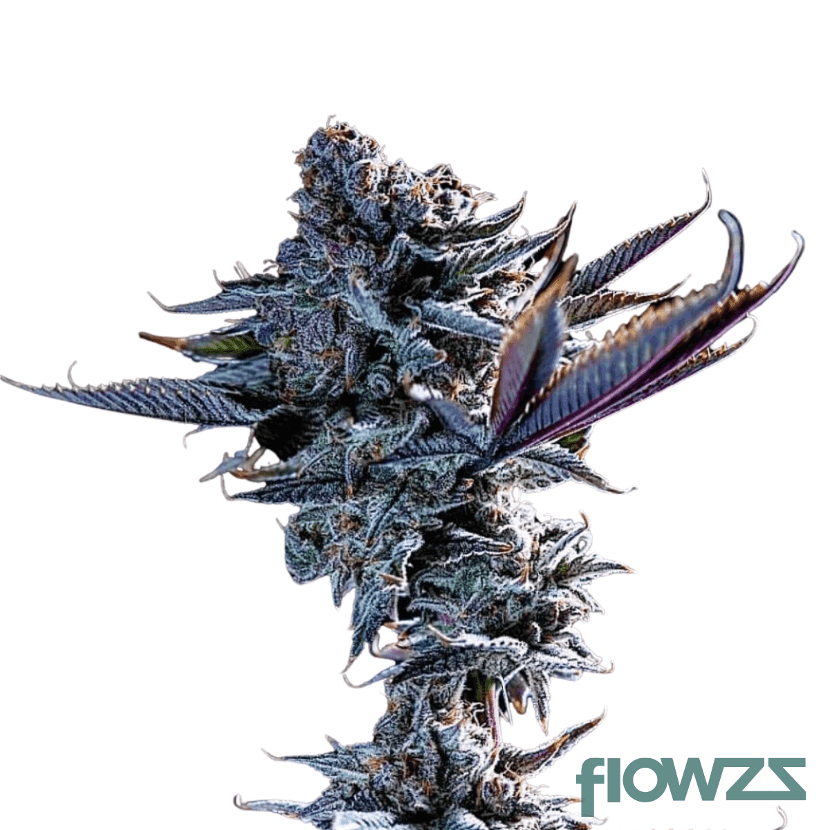 devil-driver-cannabis-strain