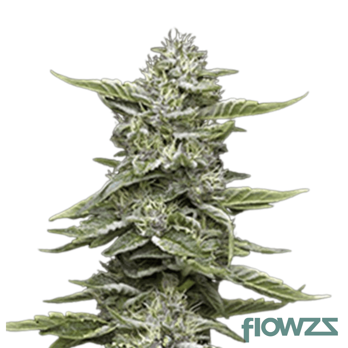 garlic-budder-cannabis-strain