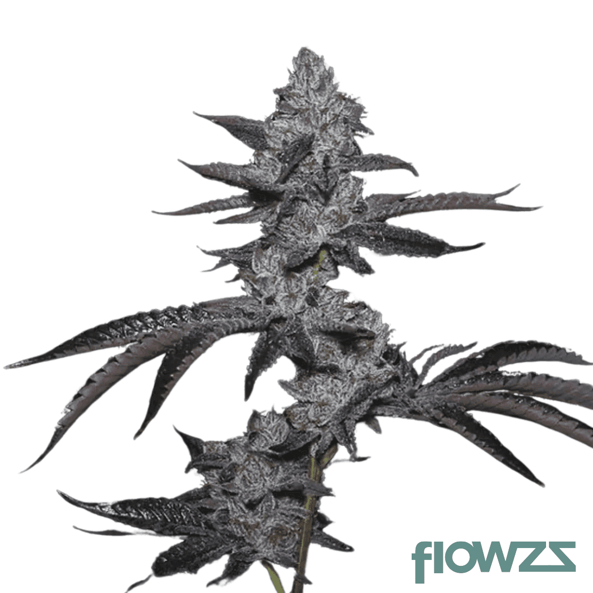 blue-nerdz-cannabis-strain