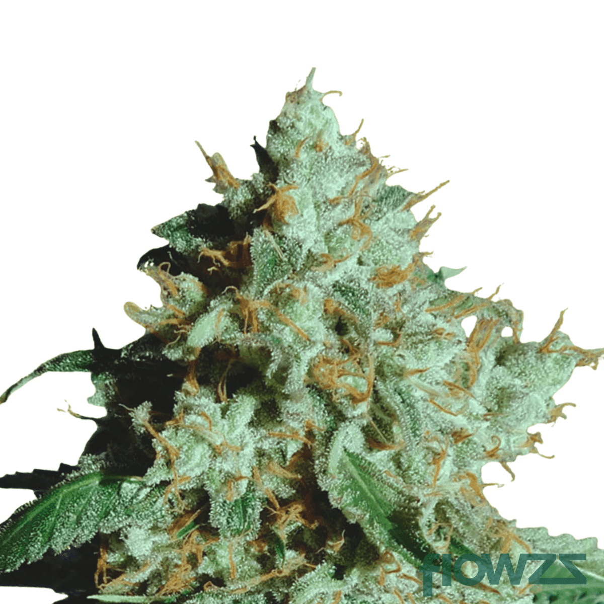 Blueberry-Cookies-cannabis-strain