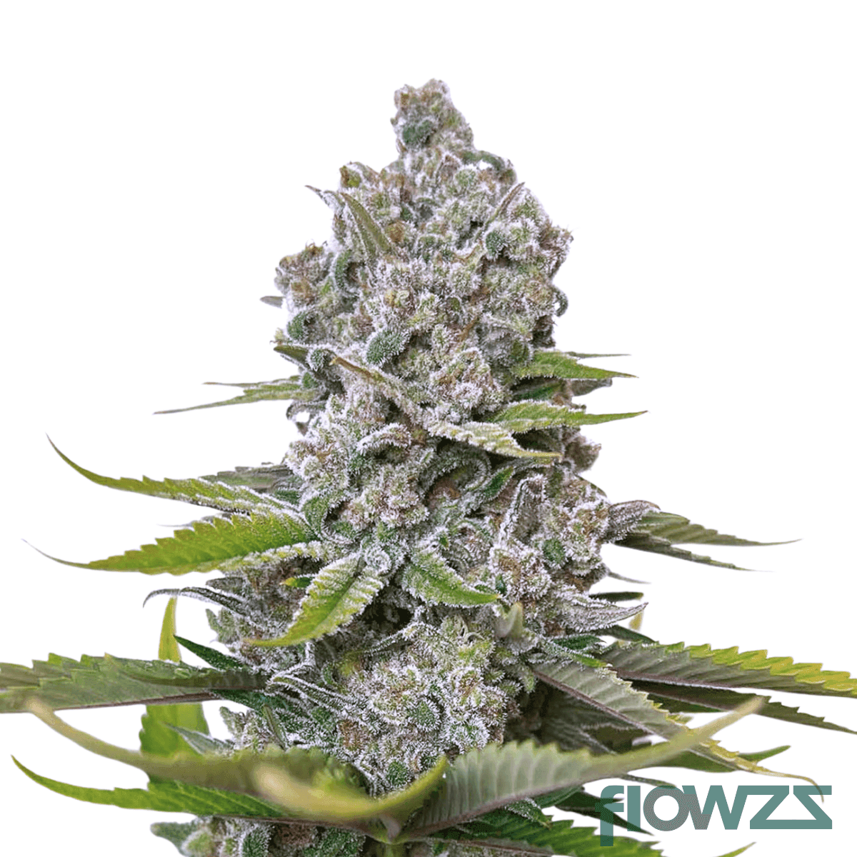 original-blitz-strain