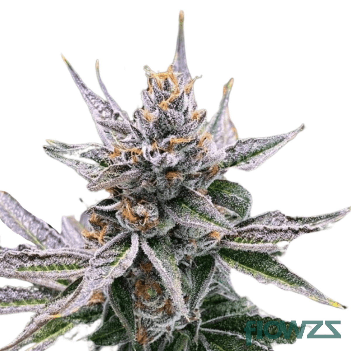 grape-pie-cannabis-strain