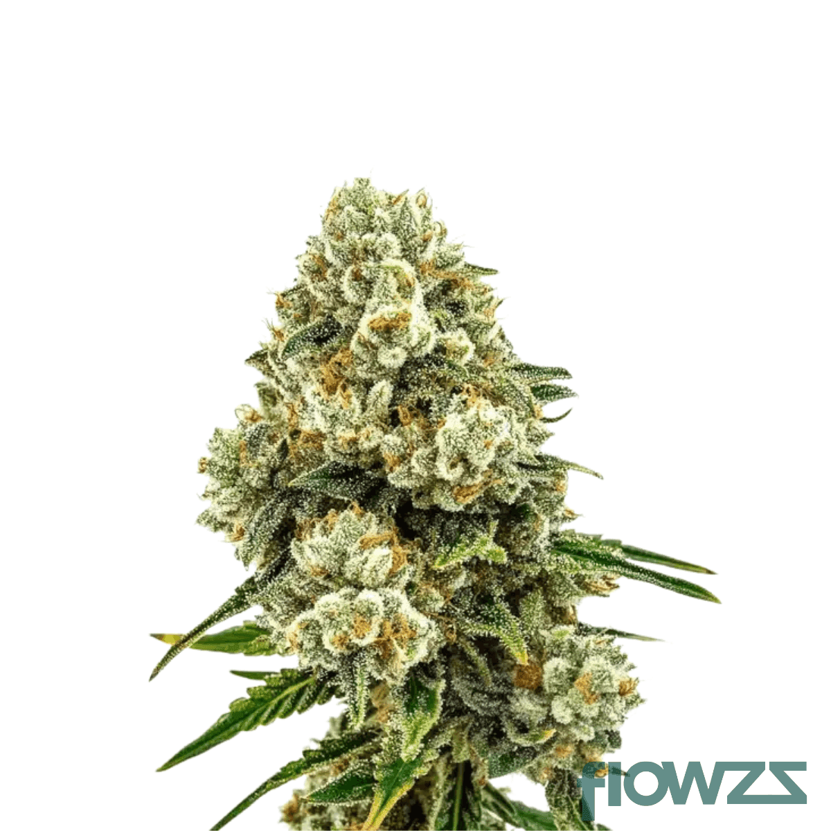 diesel-crisp-cannabis-strain