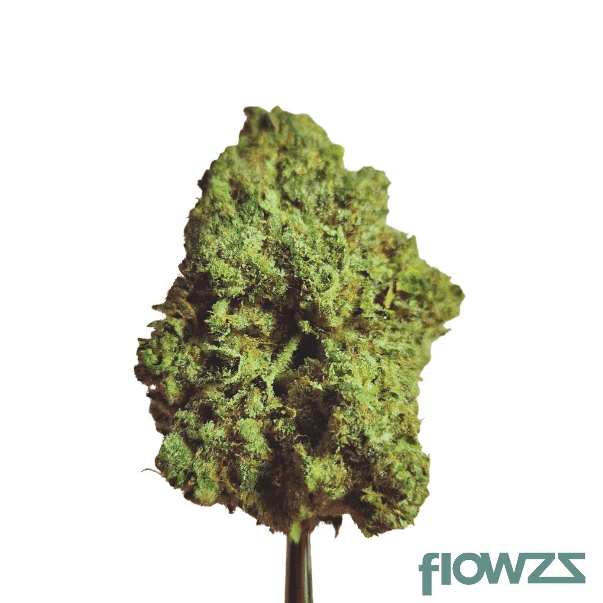 origine-nature-gg-25-1-golden-gauth