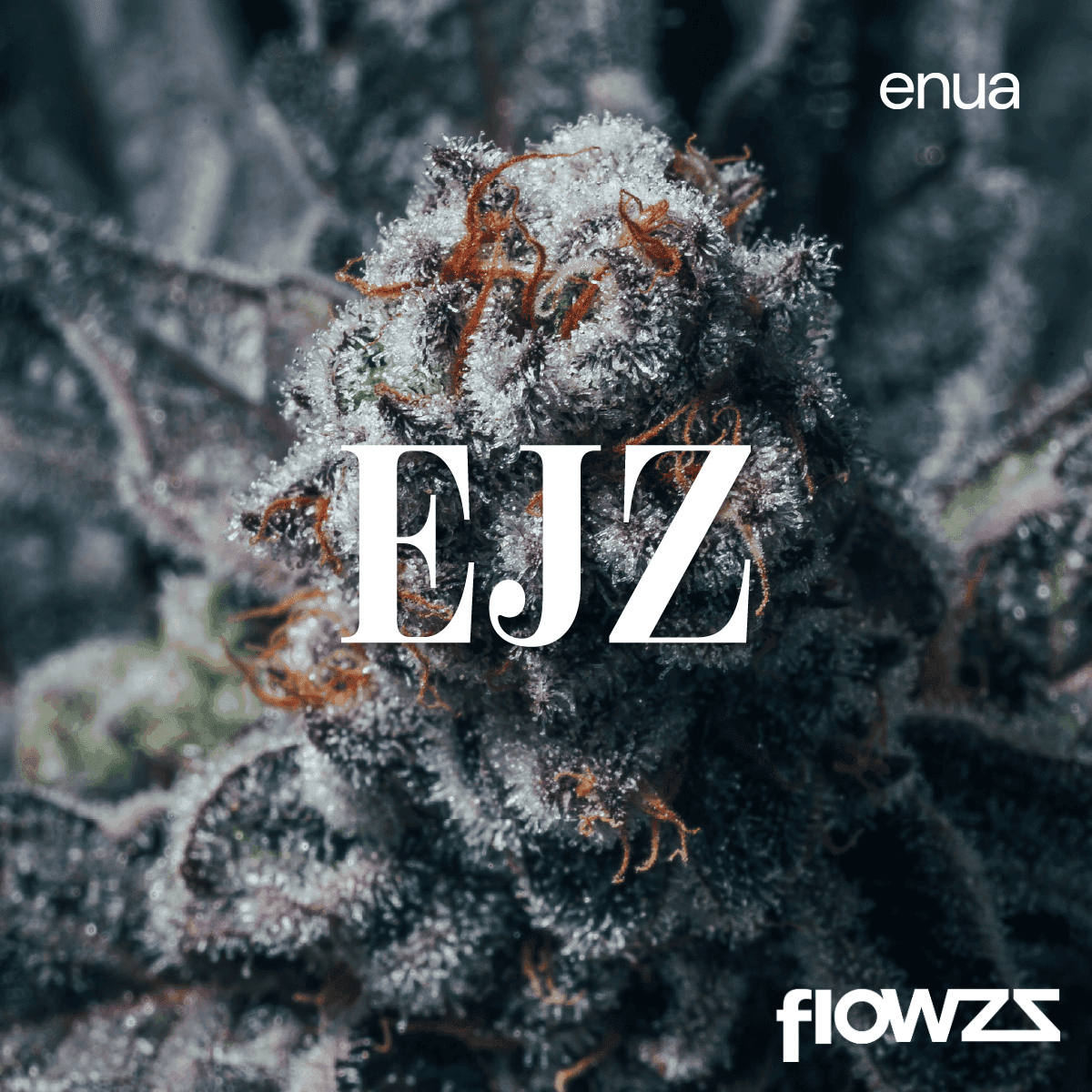 Enua 30/1 EJZ CA El Jefe Zoap