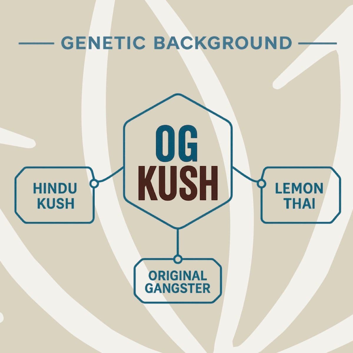  Candoro ethics 22:1 Hybrid OGK OG Kush