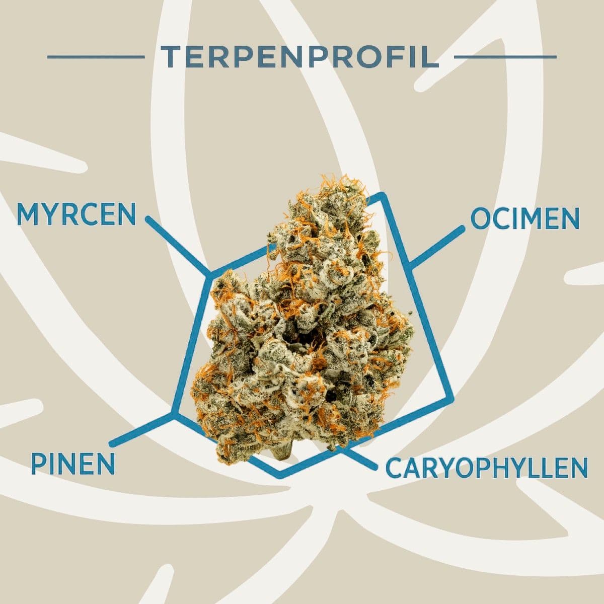  Candoro ethics 22:1 Hybrid OGK OG Kush