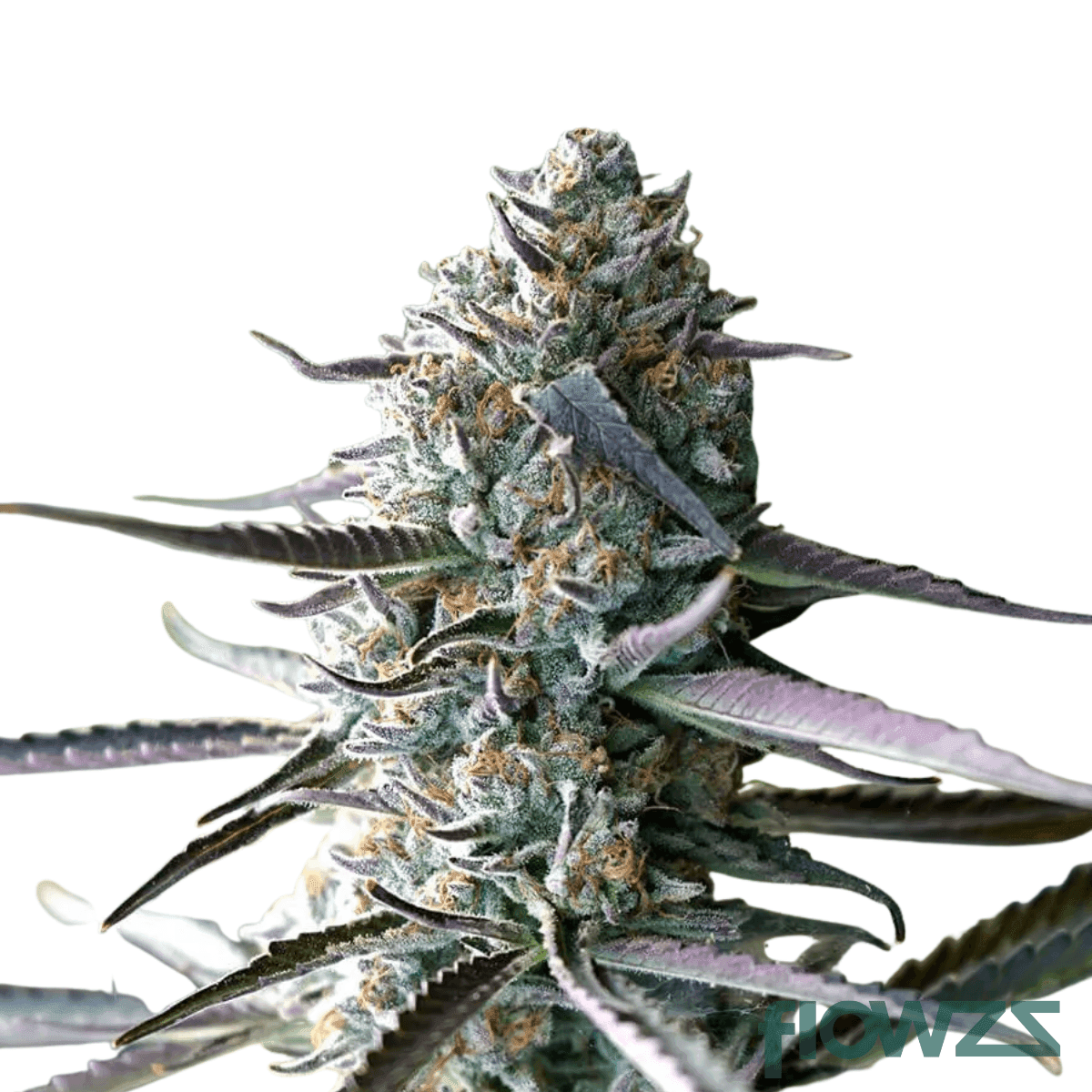 Sour Lemon OG