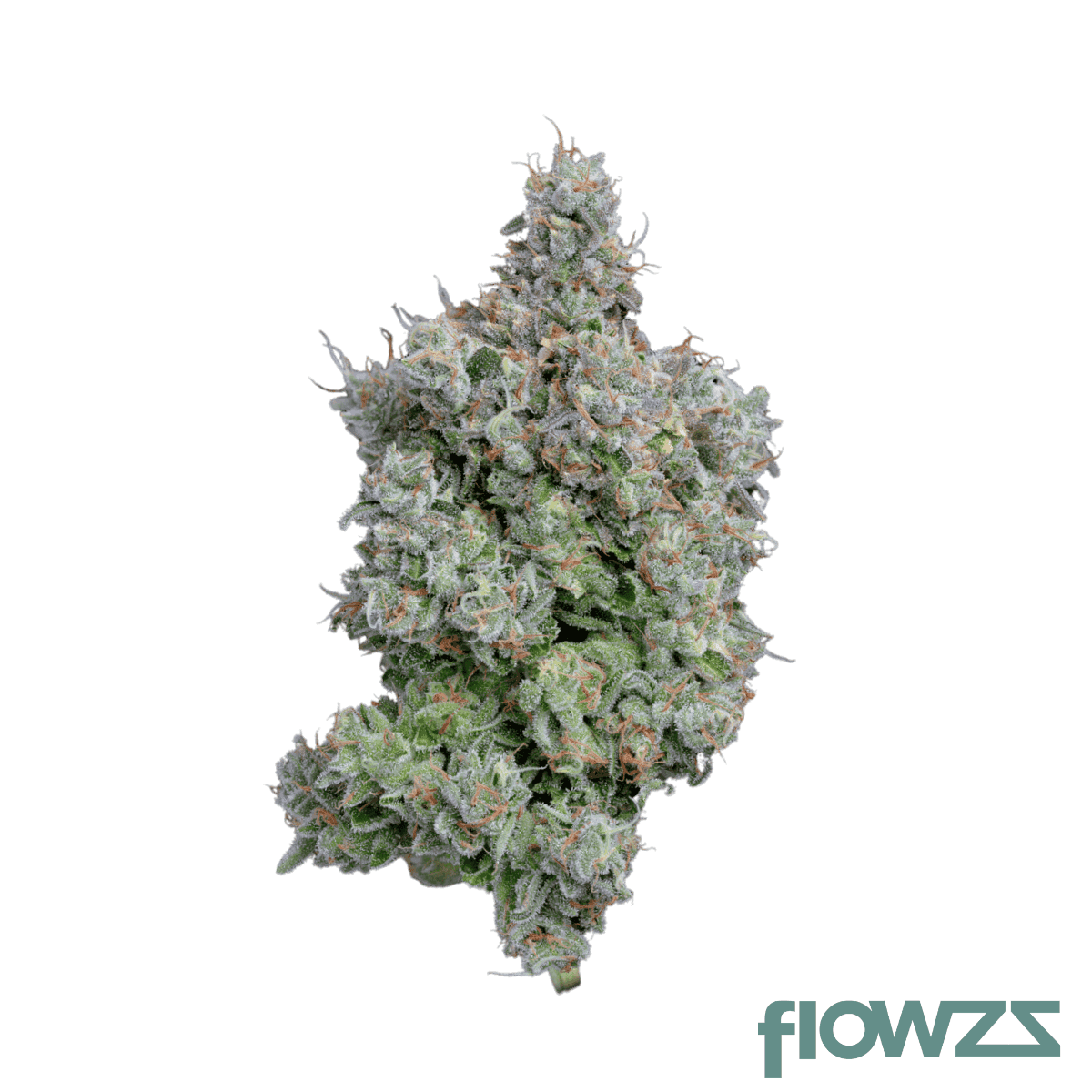 mgf-22-1-acid-green