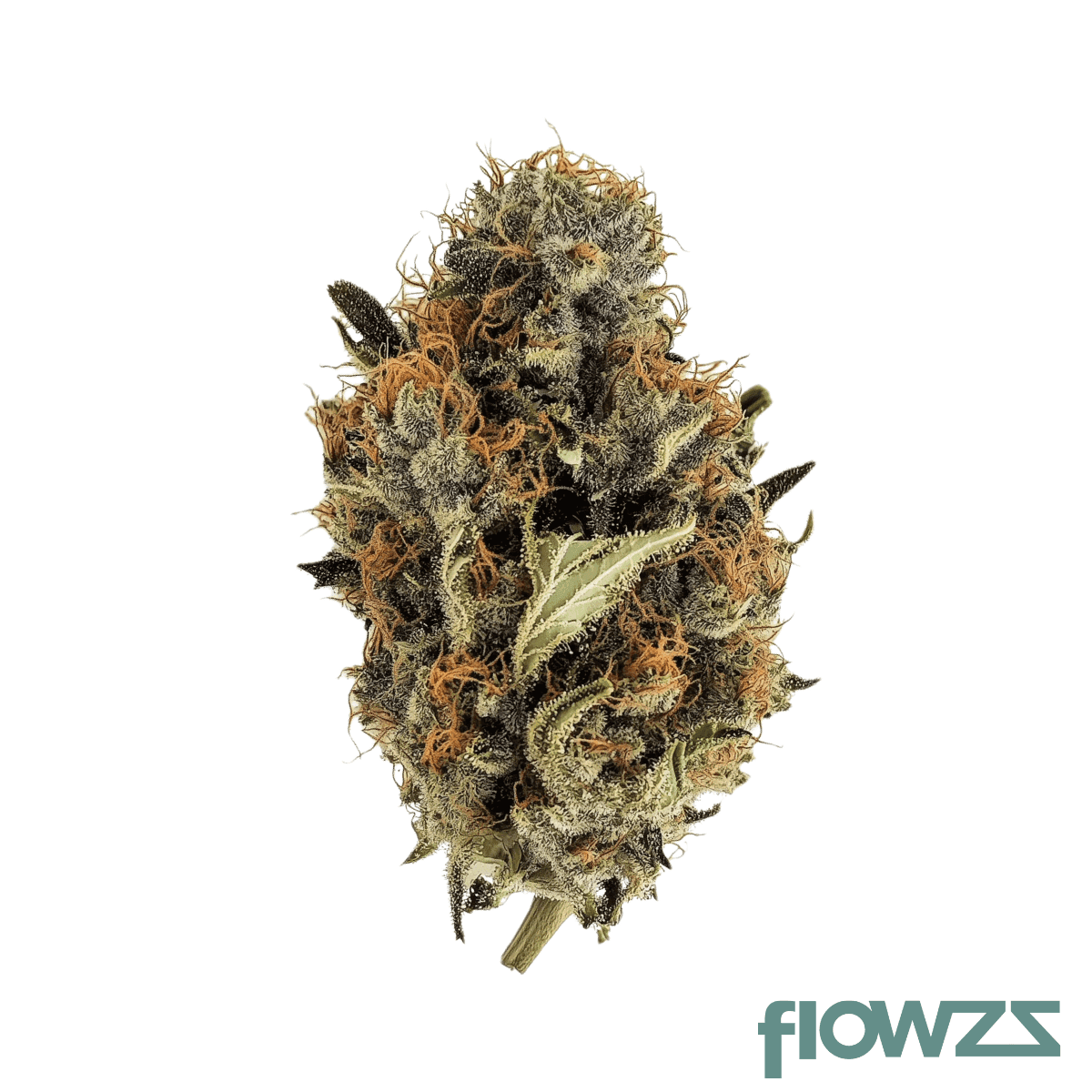 sundaze-27-1-vbv-vector-berry-voltage