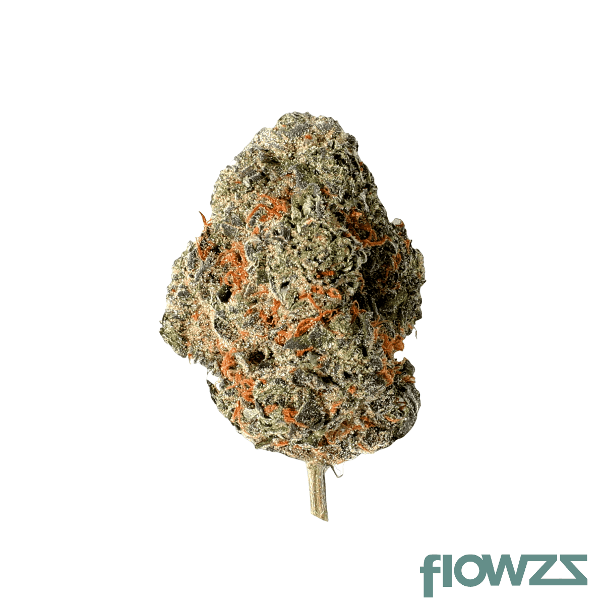 buuo-22-1-gp-gastro-popstars