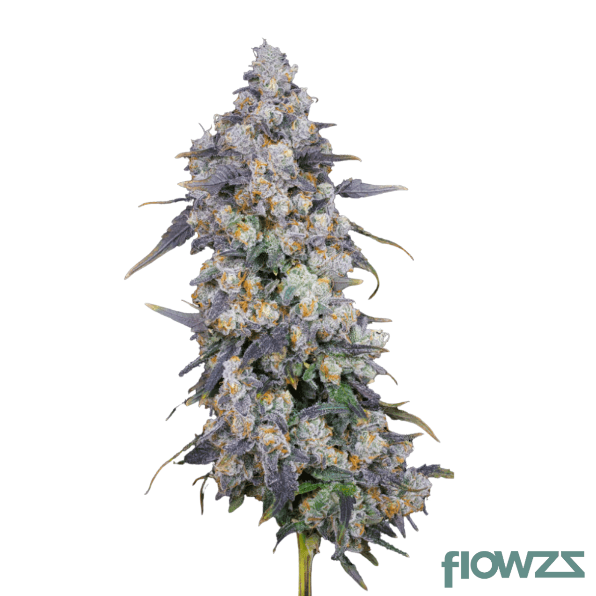 Banana Cream Cake cannabis strain