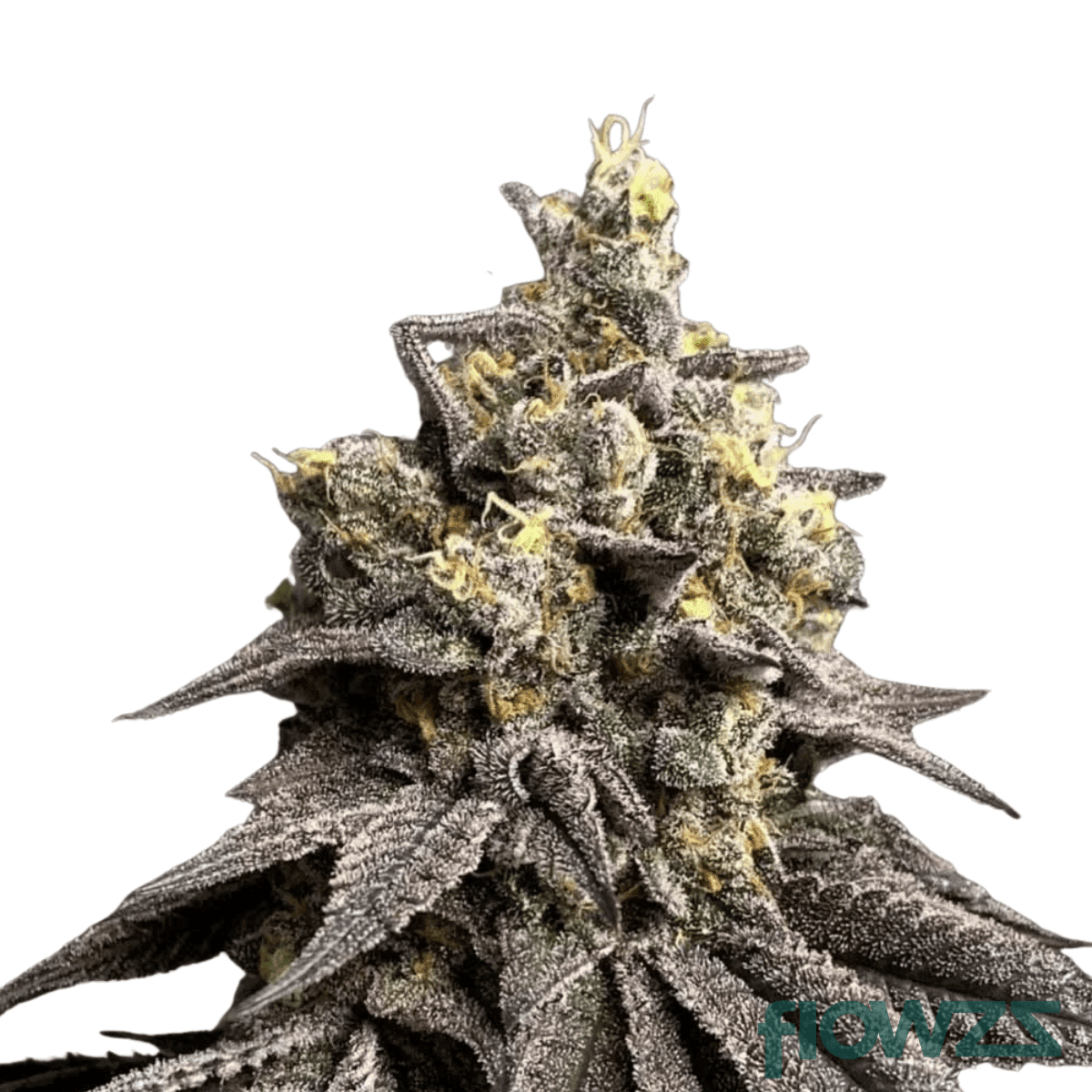 siggis-pfefferminze-cannabis-strain