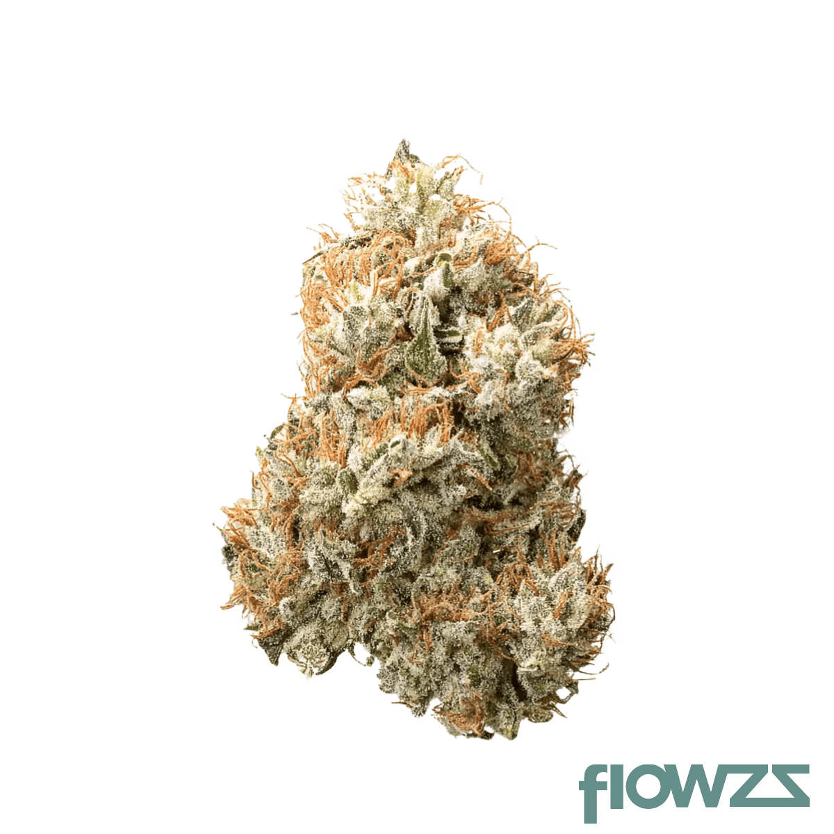 drwatson-26-ao-aus-apricot-orez