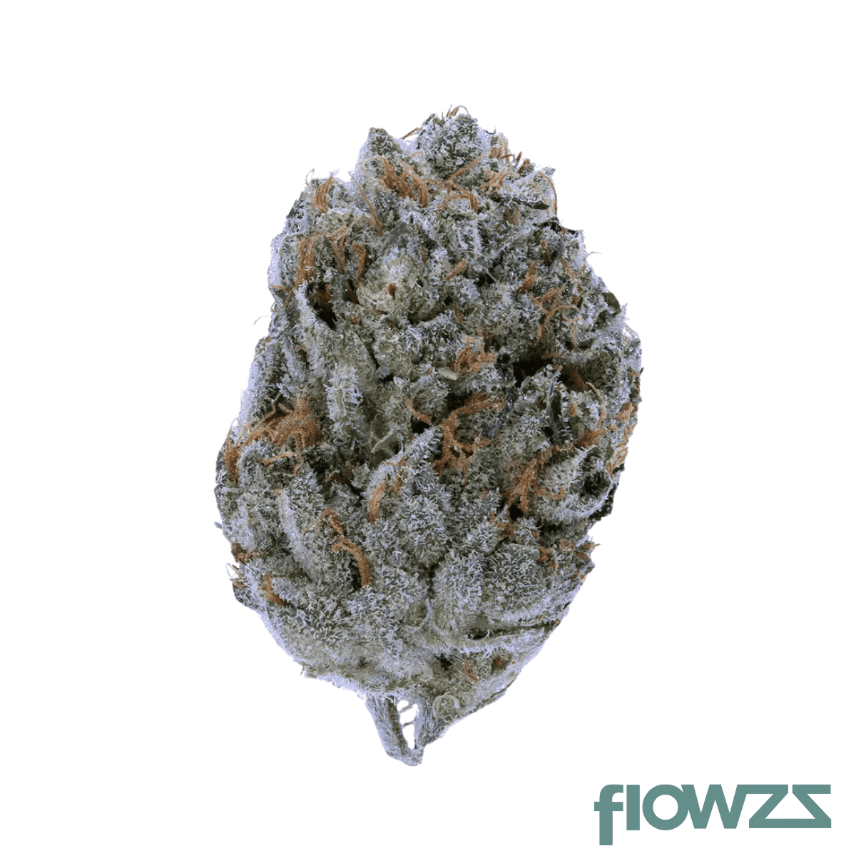 mediprocan-polar-bear-punch-28-1-bt-black-triangle