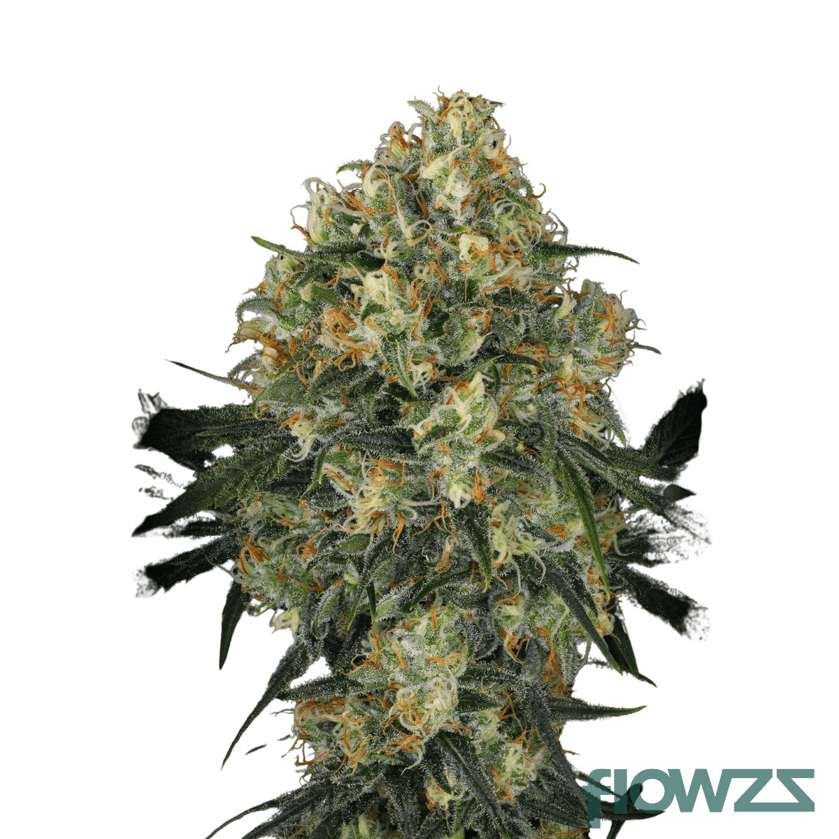 Magic-Power-cannabis-strain