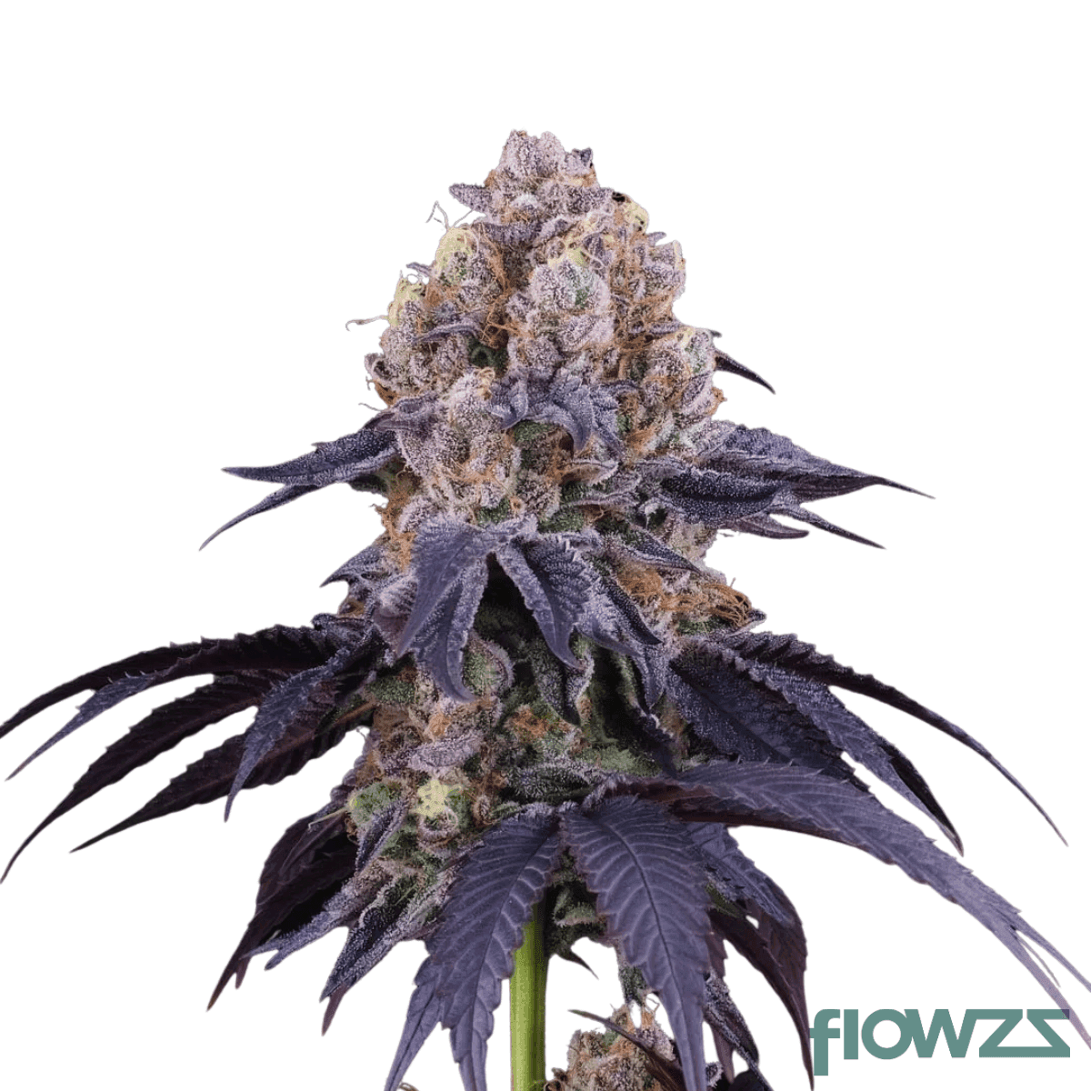 peach-pixels-cannabis-strain