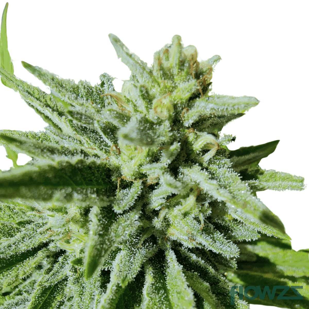 Gorilla-Girl-Fast-Version-cannabis-strain