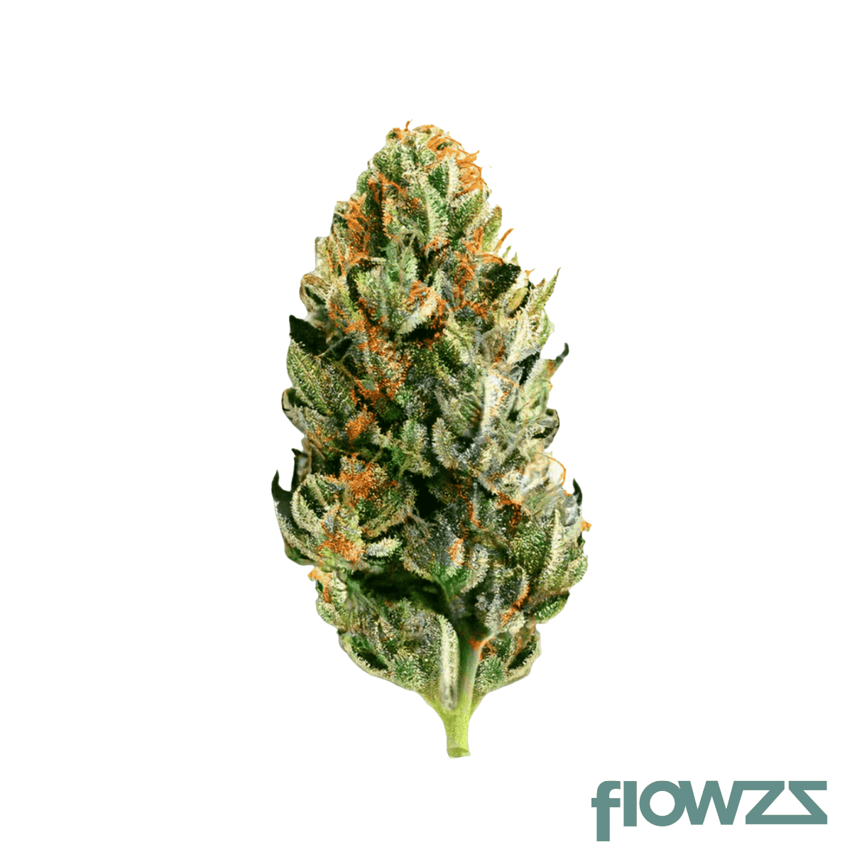 canfy-cannabis-flos-18-1-ku-the-chef