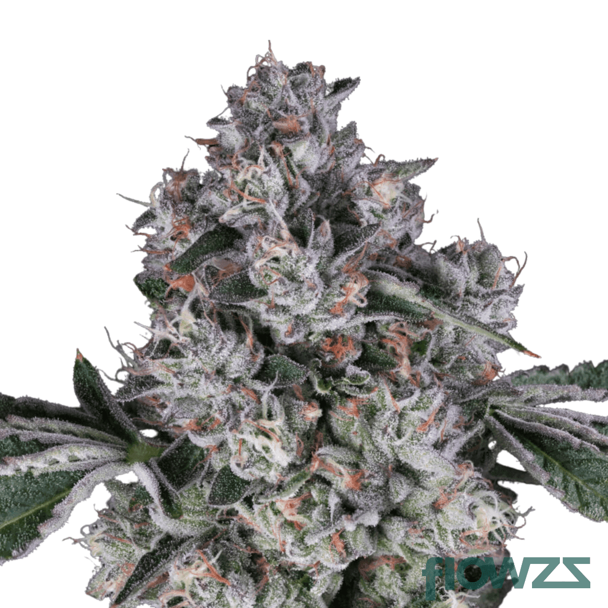 Zkittlez-Mintz-cannabis-strain