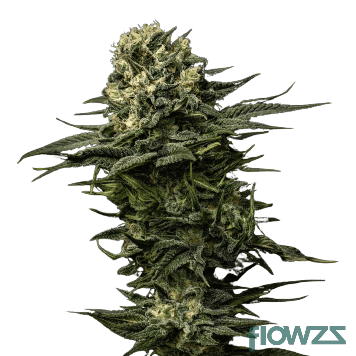 Chemdawg-Cookies-cannabis-strain