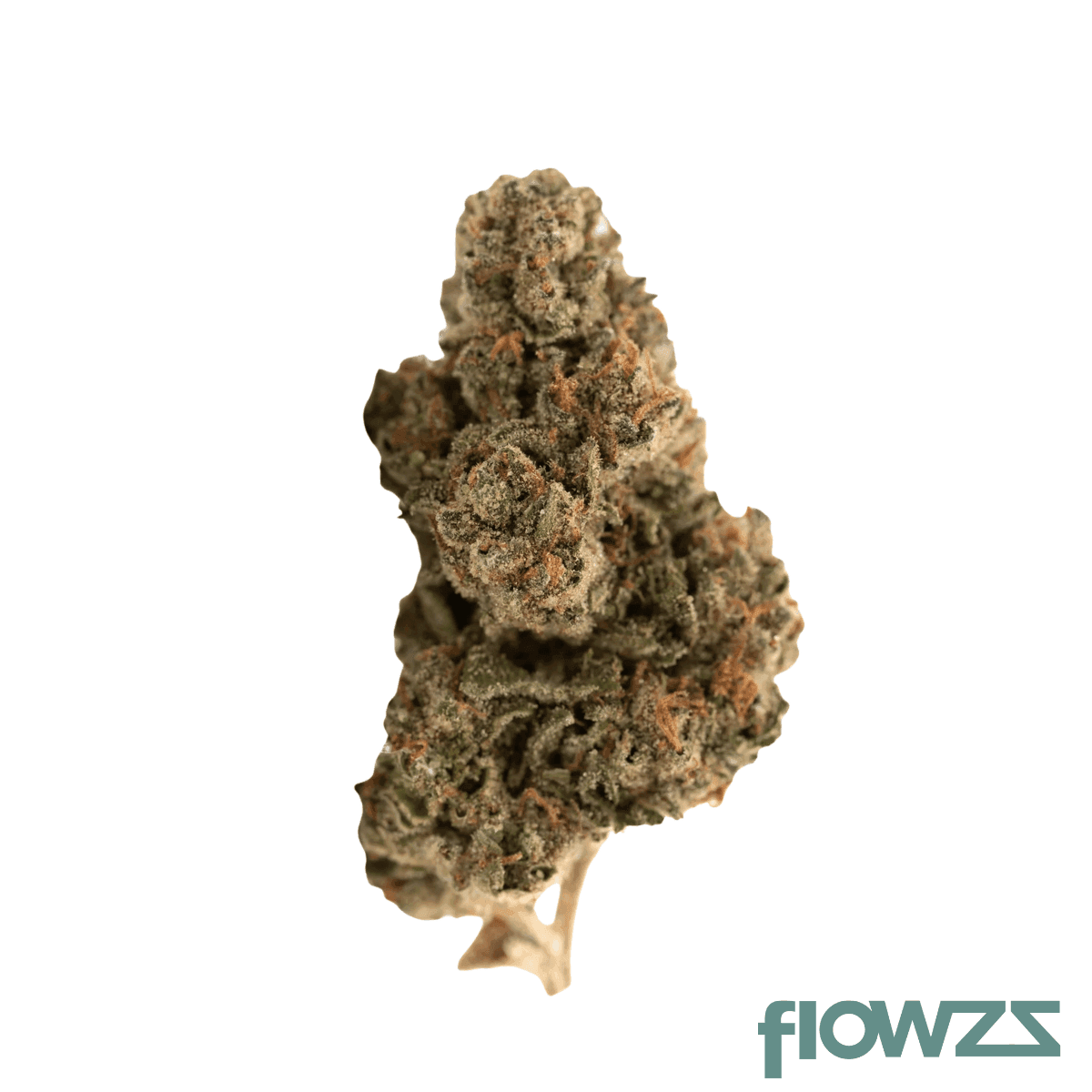 enua-30-1-gsg-ca-girl-scout-garlic