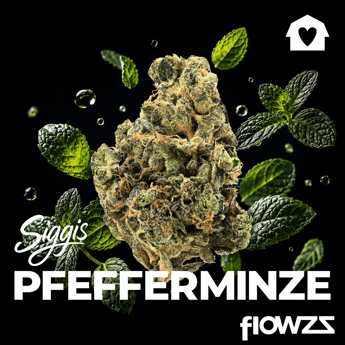 Siggis PMNZ 28:01 Siggis Pfefferminze