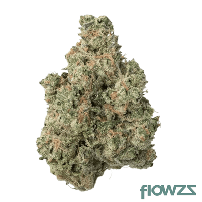 daily-special-25-1-pwr-papaya-power