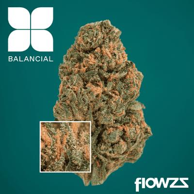 Balancial PT S1 Balanced Caramel
