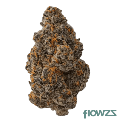 hollymood-25-g41-gelato-41