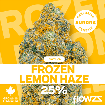 Pedanios 25/1 FLH-CA Frozen Lemon Haze