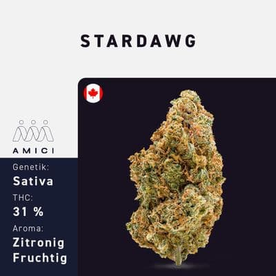 Amici 31/1 STD Stardawg