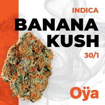 Oya BNK 30/1 Banana Kush