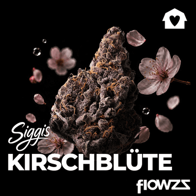 Siggis KBLT 18:1 Siggis Kirschblüte