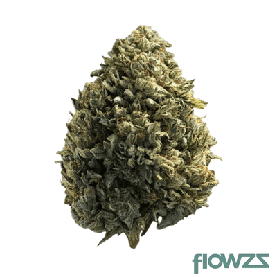 nice-18-1-mm-mango-mints