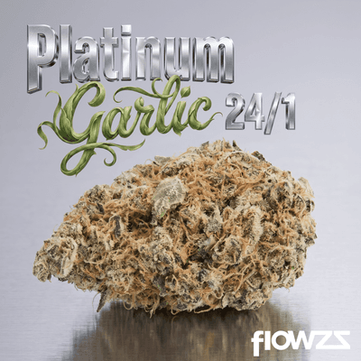  Canify 24/1 CZE Platinum Garlic