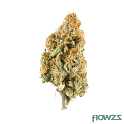 remexian-33-1-trf-gsk-golden-state-kush