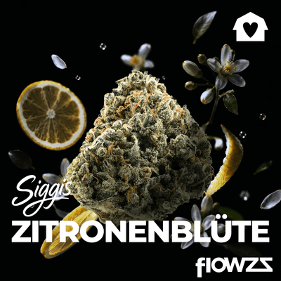 Siggis ZBLT 24:01 Siggis Zitronenblüte