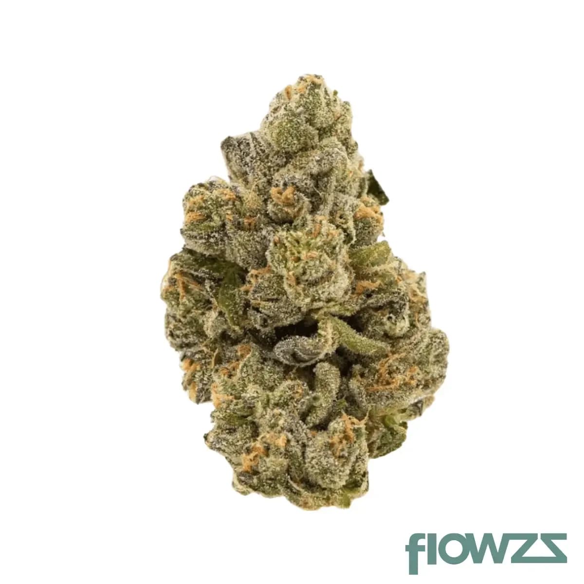 truu-hs-21-01-rainbow-dawg