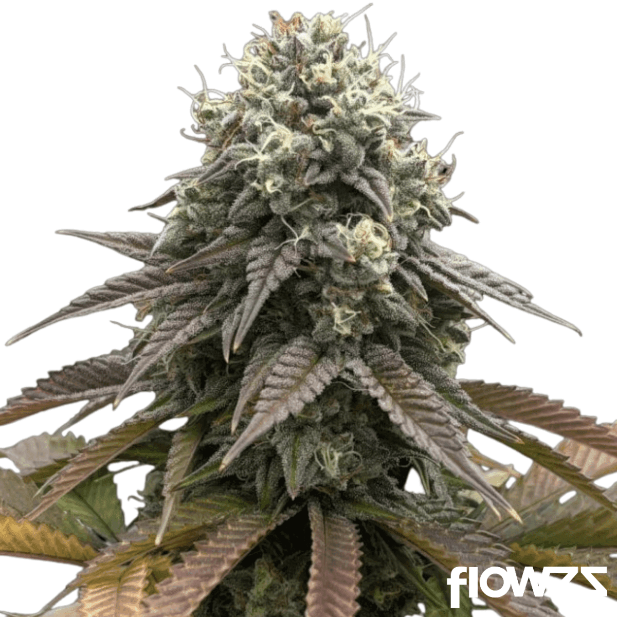 Riff OG Strain